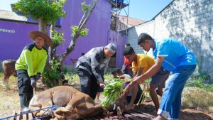 Warga Minang Kota Kupang Gelar Pemotongan Hewan Kurban 22 Ekor Sapi