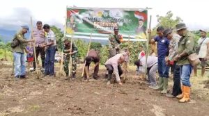 Dukung Program Swasembada Pangan, Kapolsek Wolowaru Terlibat dalam Giat Penanaman Jagung Serentak 1 Juta Hektare di Wolojita