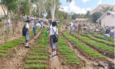 Dari TTU, Siswa SMA Negeri Manamas Belajar Wirausaha dari Kebun Sekolah